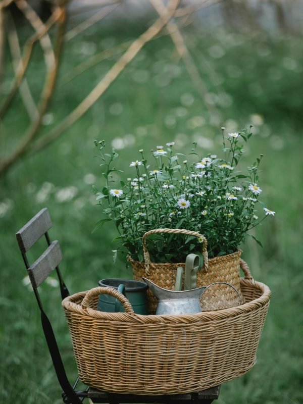 pexels-gary-barnes-6231823